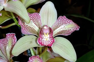 pink-and-green Vanda Orchid