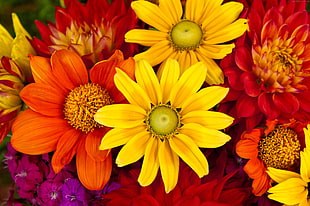 close-up of yellow, red, and orange flower arrangement