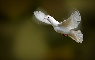 white Dove flying