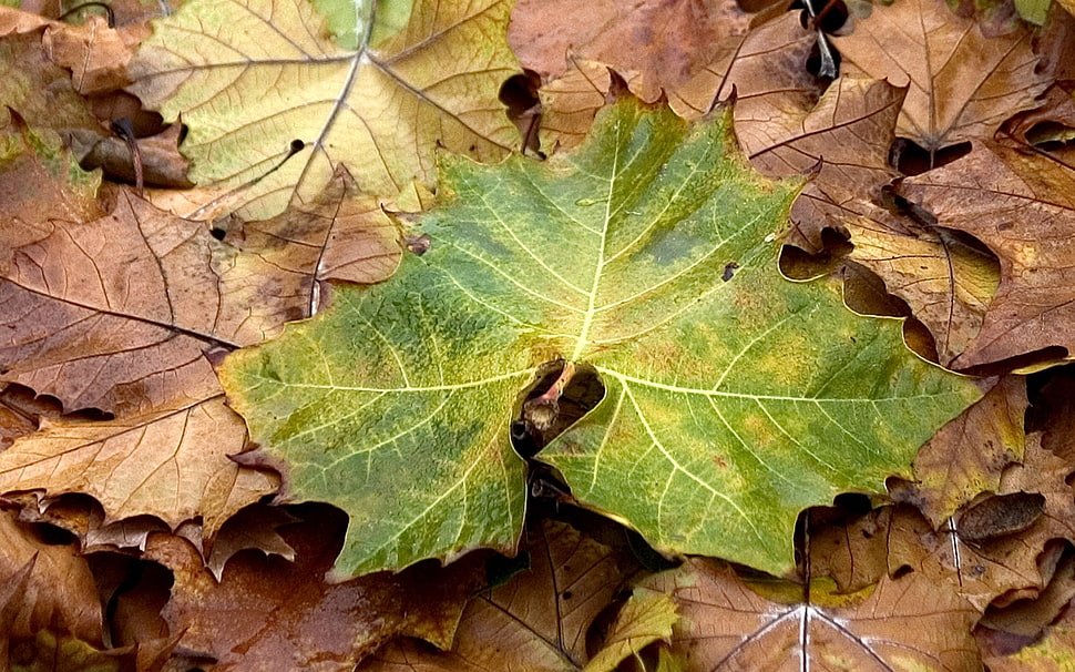 photography of leaf during daytime HD wallpaper
