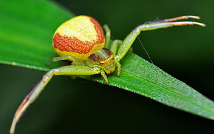 green, yellow and red Crab spider