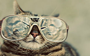 selective focus photograph of gray tabby cat wearing eyeglasses