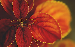 red coleus plant in closeup photo