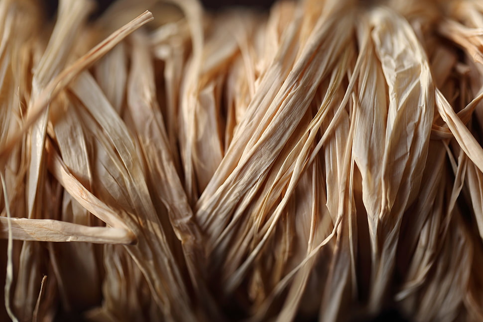 macro, plants, wheat HD wallpaper