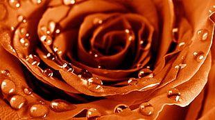micro photo of red rose covered with water drops