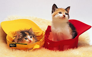 two tricolor kittens sits on red and yellow snap-on caps photo