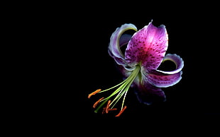 pink stargazer lily flower, orchids, macro, flowers HD wallpaper