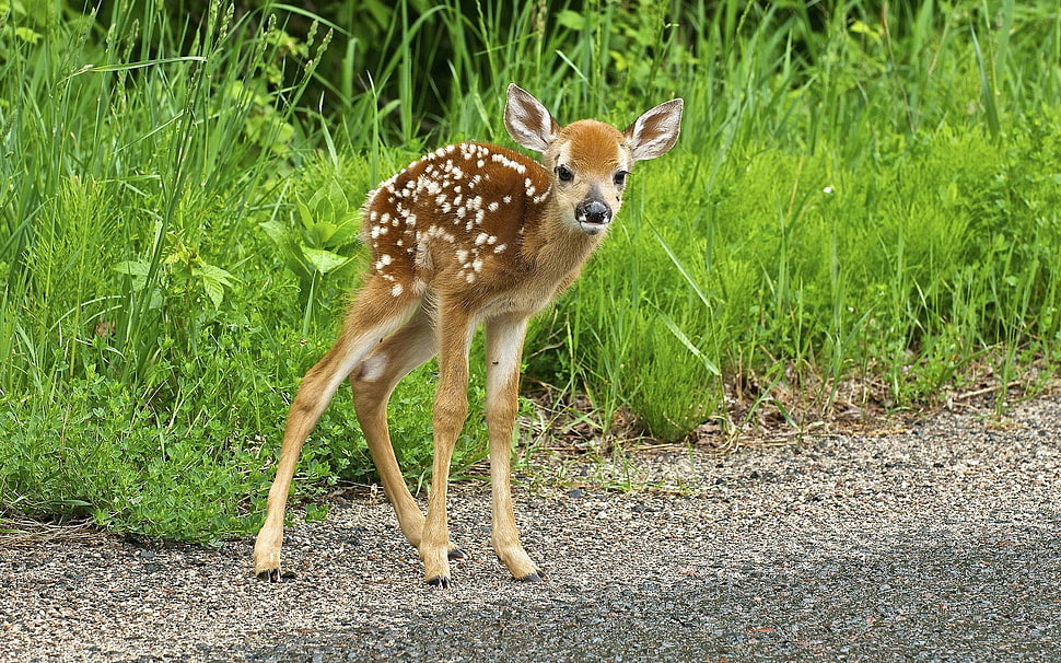 brown deer during daytime HD wallpaper