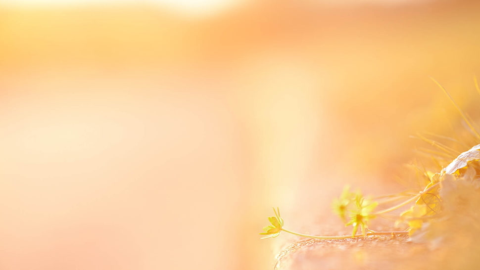 yellow petaled flowers at daytime HD wallpaper