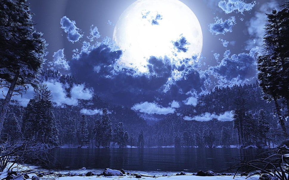 forest field during night time HD wallpaper