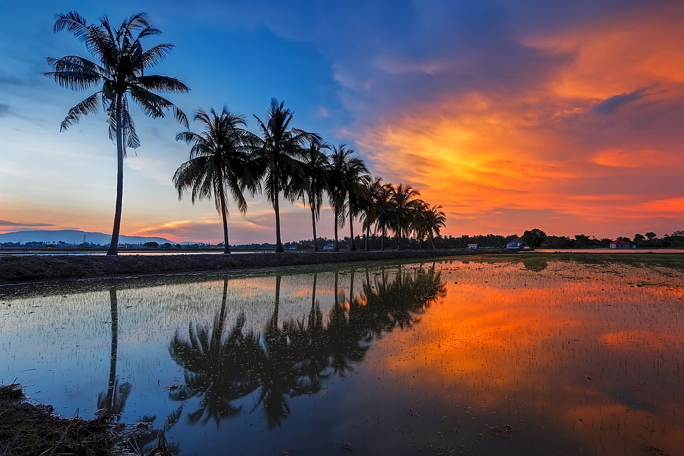 palm trees lot, landscape, sunlight, plants, reflection HD wallpaper