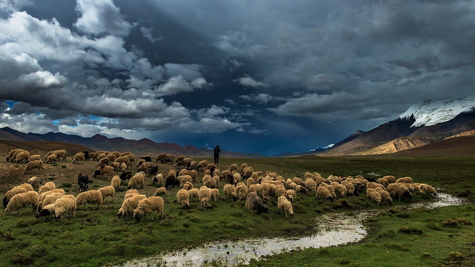 flock of sheep, nature, landscape, mountains, hills HD wallpaper