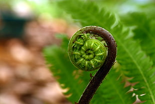 close up shot of fern plant HD wallpaper