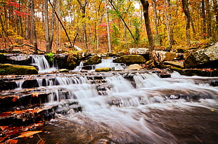 forest running water during daytime, heber springs HD wallpaper