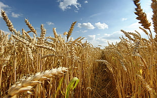 still life photo of dried rice fields