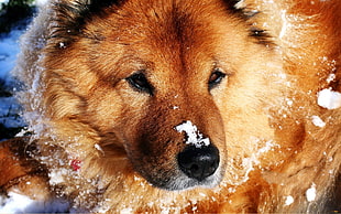 closeup photography of adult tan chow chow HD wallpaper