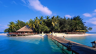 brown wooden dock, landscape, Maldives, palm trees, pier