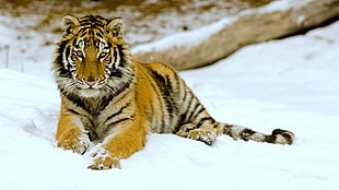 Tiger on snowfield