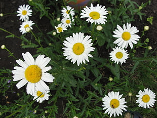 white-and-yellow flower field