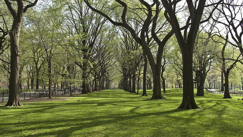 withered trees under clear sky HD wallpaper