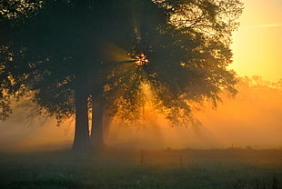 2 tree picture during dawn HD wallpaper