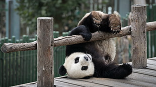 white and black panda, animals, panda, wood, wooden surface HD wallpaper