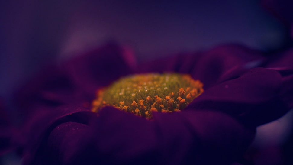 purple flower macro shot HD wallpaper