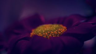 purple flower macro shot
