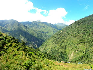 green tree lot, Gosaikunda, Nepal, Dhunche