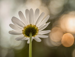 selective photo of white daisy, marguerite HD wallpaper