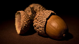 nature, acorns, macro HD wallpaper