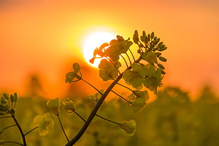 close-up photo of yellow Rapeseed flower at sunset HD wallpaper