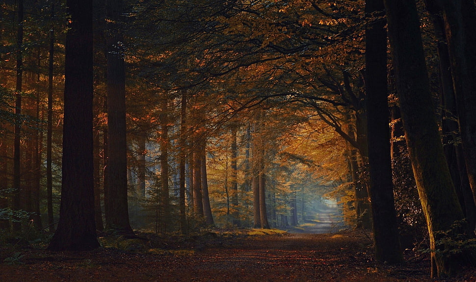 forest interior HD wallpaper