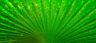 green plant HD wallpaper