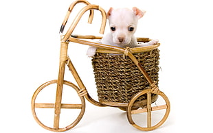 short-coated white puppy with brown wooden trike