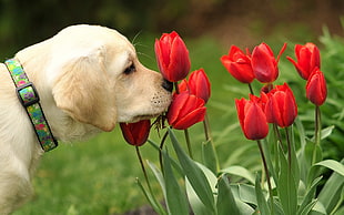 yellow Labrador retriever puppy sniffing red tulip flowers