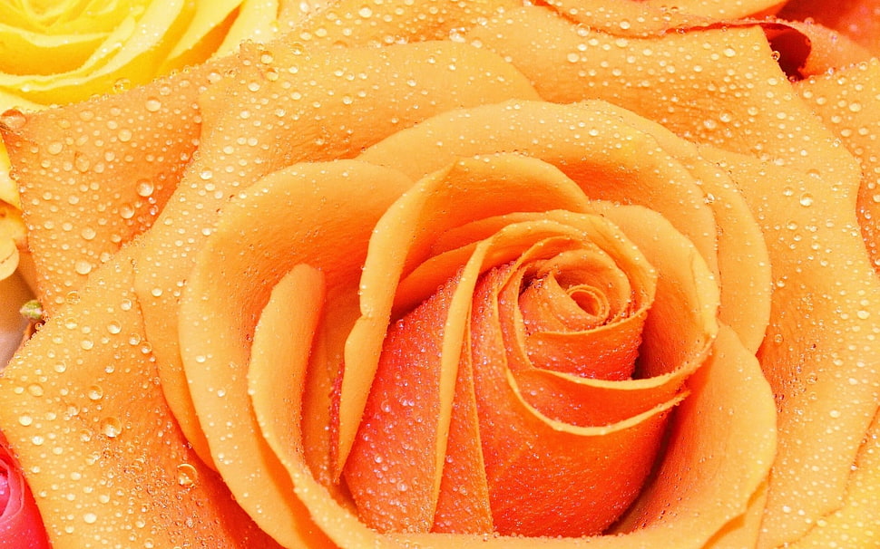 selective focus photography of orange rose flower with water dew HD wallpaper