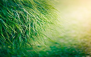 green grass, grass, plants HD wallpaper