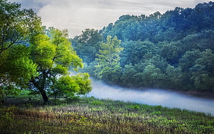 green tree, nature, landscape, mist, river