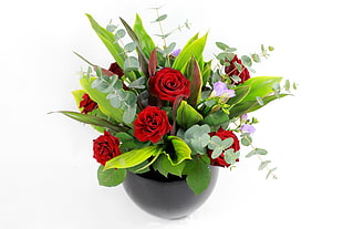red roses in white pot