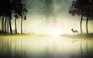 reindeer, nature, environment, landscape, river HD wallpaper