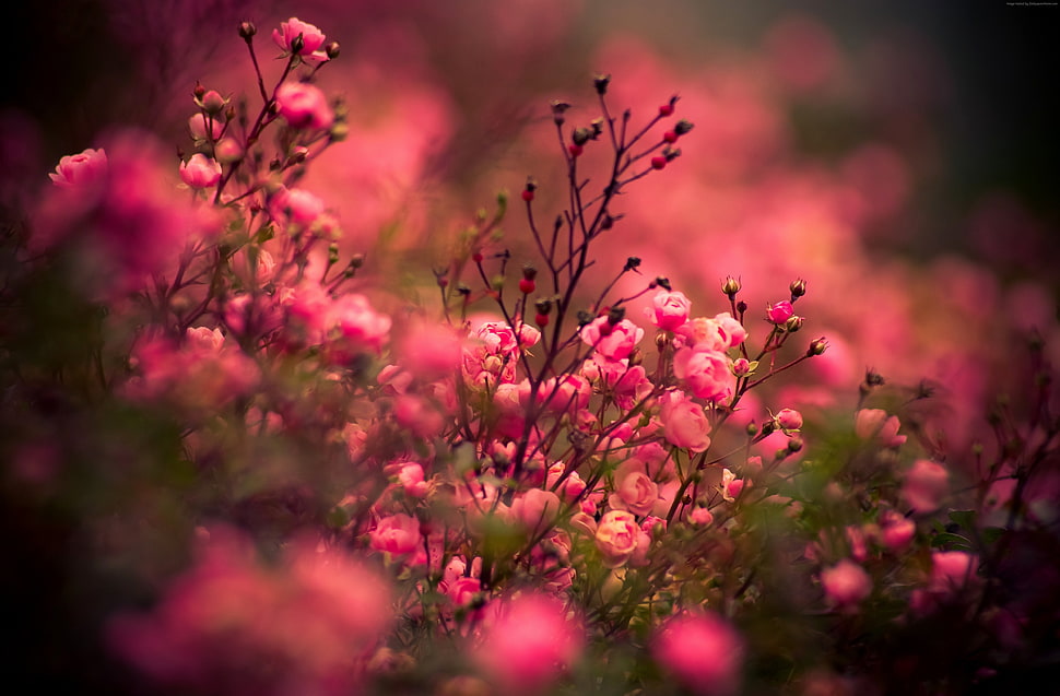 selective focus photography of pink petaled flowers HD wallpaper