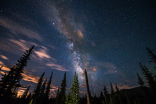 pine trees, stars, forest, trees, night