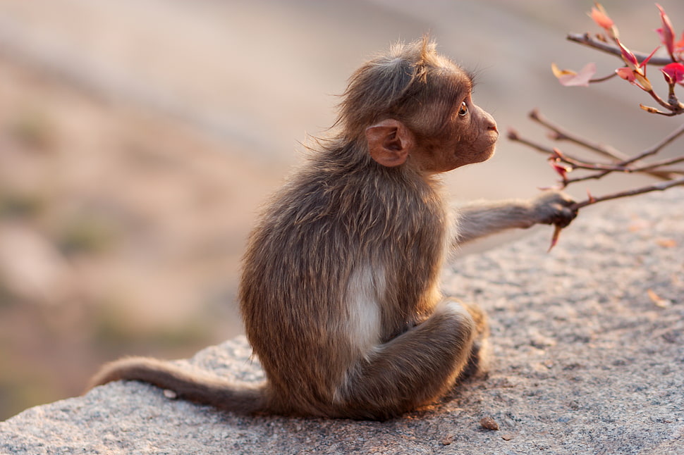 brown monkey sitting on gray concrete block HD wallpaper