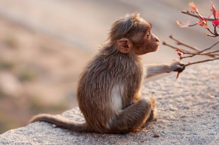 brown monkey sitting on gray concrete block