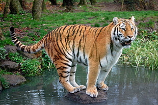 Tiger on body of water photo