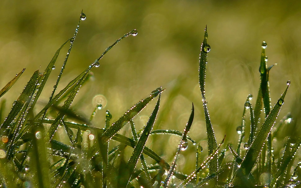 green grasses with water droplets photo HD wallpaper