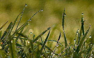 green grasses with water droplets photo