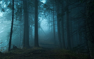 forest trees, nature, landscape, blue, mist HD wallpaper