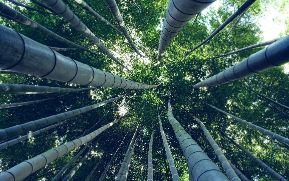 green leafed trees, bamboo, trees, worm's eye view HD wallpaper